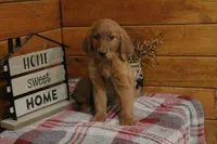 Gabby, a female Golden Retriever for sale in Tyrone, PA – 4 of 4