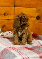 Dusty, a male Miniature Goldendoodle for sale in Tyrone, PA – 3 of 4