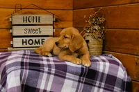 Rosie, a female Golden Retriever for sale in Tyrone, PA – 2 of 4