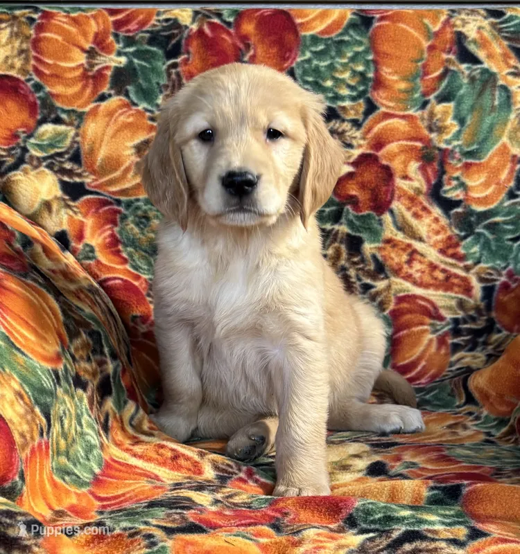 Gracie Girl – Golden Retriever puppy for sale in Tyrone, PA