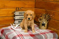 Rusty, a male Golden Retriever for sale in Tyrone, PA – 3 of 3