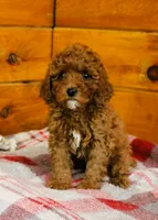 Dusty, a male Miniature Goldendoodle for sale in Tyrone, PA – 4 of 4