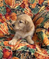 Gabbie Girl , a female Golden Retriever for sale in Tyrone, PA – 3 of 4