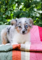 Mandy Blue Eyes, a female Miniature Australian Shepherd for sale in Tyrone, PA – 2 of 3