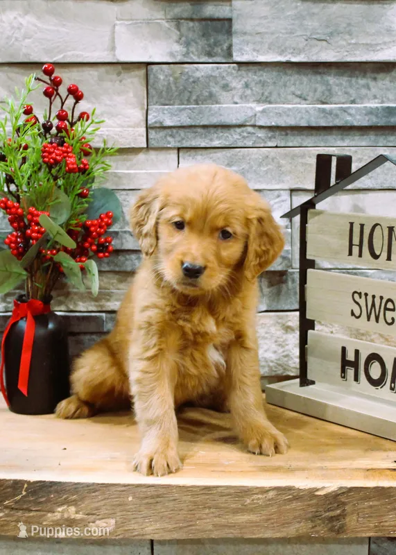 Gia – Golden Retriever puppy for sale in Tyrone, PA