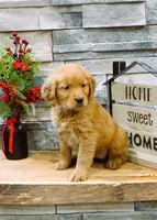 Gia, a  Golden Retriever for sale in Tyrone, PA – Photo 3 of 4