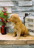 Gia, a  Golden Retriever for sale in Tyrone, PA – Photo 4 of 4