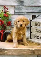 Gia, a  Golden Retriever for sale in Tyrone, PA – Photo 2 of 4