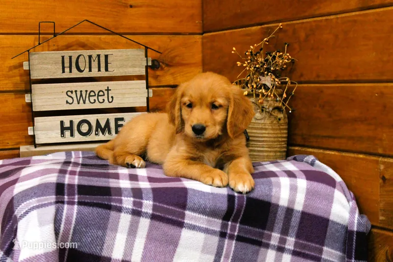 Rosie – Golden Retriever puppy for sale in Tyrone, PA
