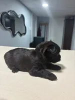 Black, a male Yorkshire Terrier for sale in Pittsburgh, PA – Photo 1 of 5