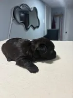 Black, a male Yorkshire Terrier for sale in Pittsburgh, PA – Photo 4 of 5