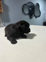 Black, a male Yorkshire Terrier for sale in Pittsburgh, PA – Photo 3 of 5