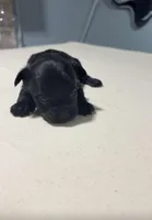 Black, a male Yorkshire Terrier for sale in Pittsburgh, PA – Photo 2 of 5