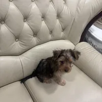 Brown, a male Yorkshire Terrier for sale in Pittsburgh, PA – Photo 4 of 10