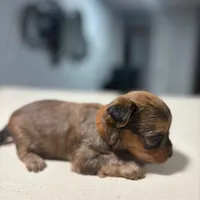 Brown, a male Yorkshire Terrier for sale in Pittsburgh, PA – Photo 1 of 10