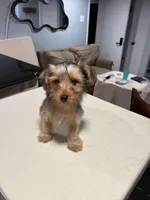 Brown, a male Yorkshire Terrier for sale in Pittsburgh, PA – Photo 8 of 10