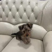 Brown, a male Yorkshire Terrier for sale in Pittsburgh, PA – Photo 3 of 10