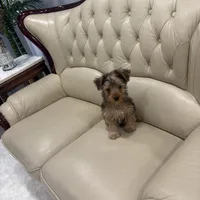 Brown, a male Yorkshire Terrier for sale in Pittsburgh, PA – Photo 7 of 10