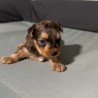 Brown, a male Yorkshire Terrier for sale in Pittsburgh, PA – Photo 2 of 10