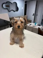 Brown, a male Yorkshire Terrier for sale in Pittsburgh, PA – Photo 10 of 10