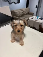 Brown, a male Yorkshire Terrier for sale in Pittsburgh, PA – Photo 9 of 10