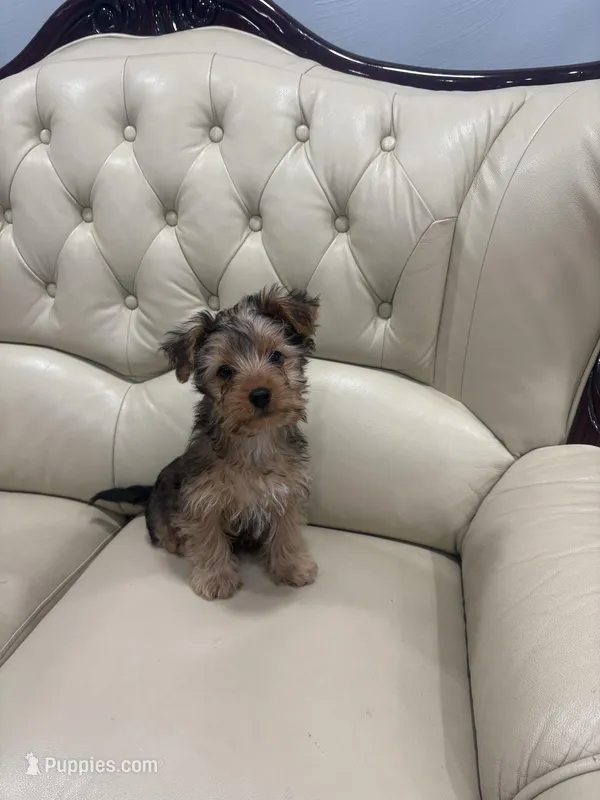 Brown – Yorkshire Terrier puppy for sale in Pittsburgh, PA