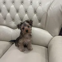 Brown, a male Yorkshire Terrier for sale in Pittsburgh, PA – Photo 5 of 10