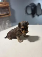 Blue, a male Yorkshire Terrier for sale in Pittsburgh, PA – Photo 2 of 7