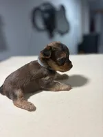 Blue, a male Yorkshire Terrier for sale in Pittsburgh, PA – Photo 4 of 7