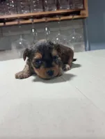 Blue, a male Yorkshire Terrier for sale in Pittsburgh, PA – Photo 5 of 7