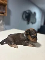 Blue, a male Yorkshire Terrier for sale in Pittsburgh, PA – Photo 3 of 7