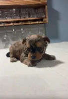 Blue, a male Yorkshire Terrier for sale in Pittsburgh, PA – Photo 6 of 7