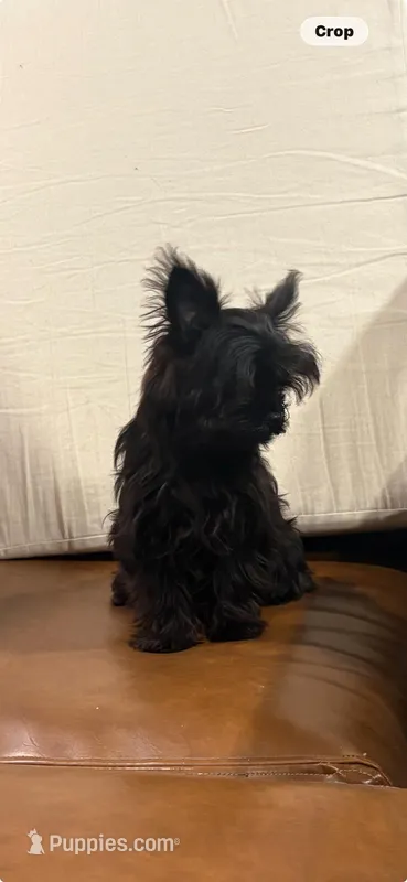 Green – Yorkshire Terrier puppy for sale in Pittsburgh, PA