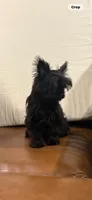 Green, a male Yorkshire Terrier for sale in Pittsburgh, PA – 1 of 10