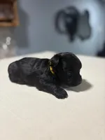 Yellow, a male Yorkshire Terrier for sale in Pittsburgh, PA – Photo 2 of 4