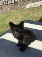 Yellow, a male Yorkshire Terrier for sale in Pittsburgh, PA – Photo 5 of 7