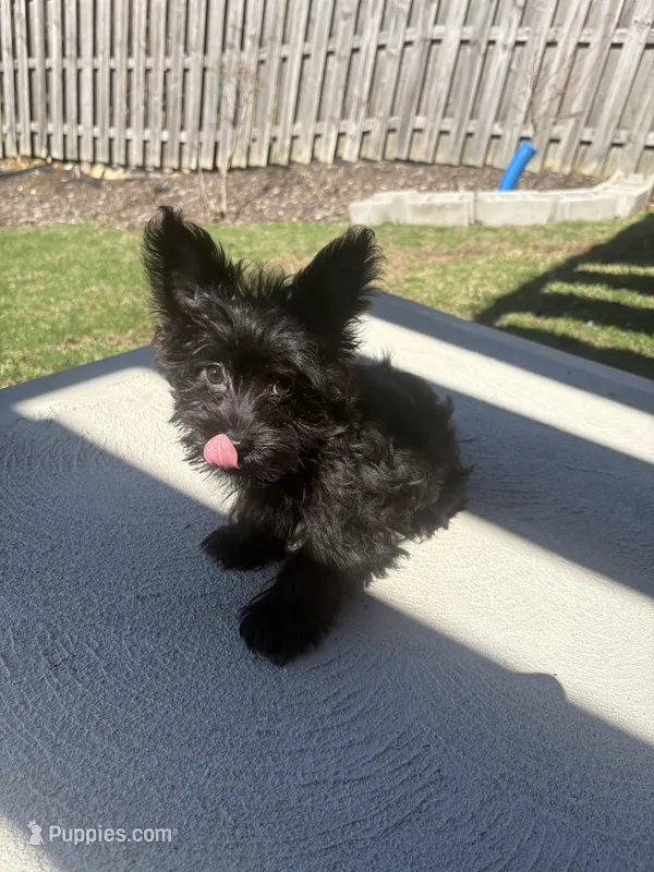 Yellow – Yorkshire Terrier puppy for sale in Pittsburgh, PA