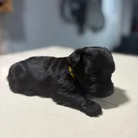 Yellow, a male Yorkshire Terrier for sale in Pittsburgh, PA – Photo 1 of 7