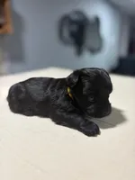 Yellow, a male Yorkshire Terrier for sale in Pittsburgh, PA – Photo 1 of 4