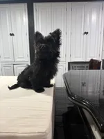 Yellow, a male Yorkshire Terrier for sale in Pittsburgh, PA – Photo 2 of 7