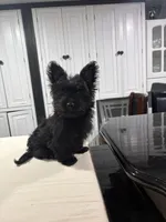 Yellow, a male Yorkshire Terrier for sale in Pittsburgh, PA – Photo 3 of 7