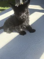 Yellow, a male Yorkshire Terrier for sale in Pittsburgh, PA – Photo 6 of 7