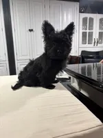 Yellow, a male Yorkshire Terrier for sale in Pittsburgh, PA – Photo 4 of 7