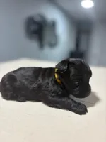 Yellow, a male Yorkshire Terrier for sale in Pittsburgh, PA – Photo 4 of 4