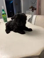 Green, a male Yorkshire Terrier for sale in Pittsburgh, PA – Photo 8 of 8