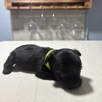 Green, a male Yorkshire Terrier for sale in Pittsburgh, PA – Photo 3 of 8