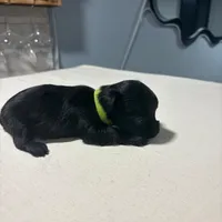 Green, a male Yorkshire Terrier for sale in Pittsburgh, PA – Photo 1 of 8