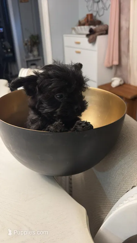 Green – Yorkshire Terrier puppy for sale in Pittsburgh, PA