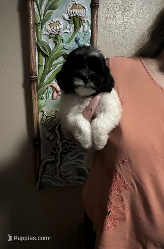 Pecan  – Shihpoo puppy for sale in Virginia Beach, VA