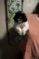 Pecan , a female Shihpoo for sale in Virginia Beach, VA – 1 of 1